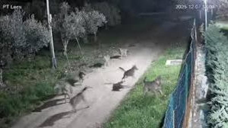 Allarme lupi nel Basso Abruzzo. Il piano del governo: in Italia se ne potranno abbattere 160 1