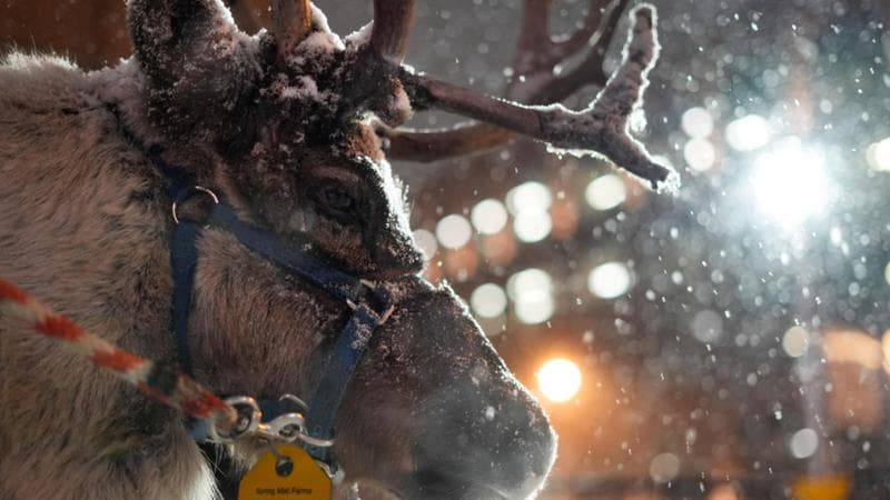 La guerra di Putin uccide in Finlandia: i lupi sconfinano e fanno strage di renne 1