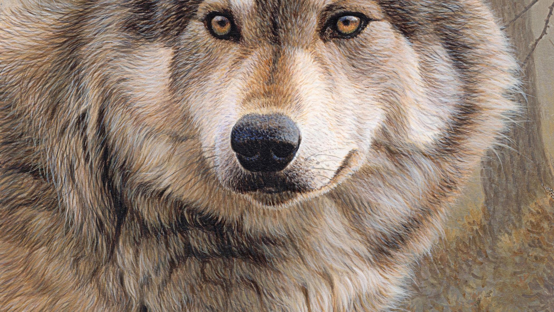 Il ranger McIntyre: “Conosco l'arte di danzare con i lupi” 1