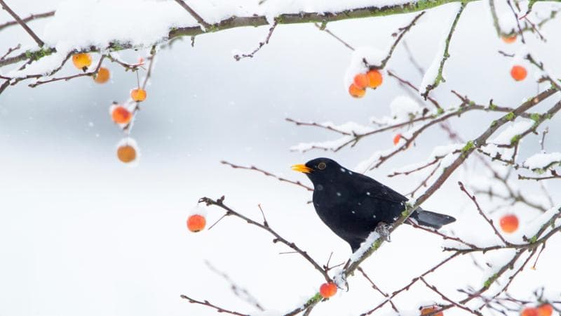 Inizio dei giorni della merla, il periodo più rigido dell'anno e le origini del nome 1