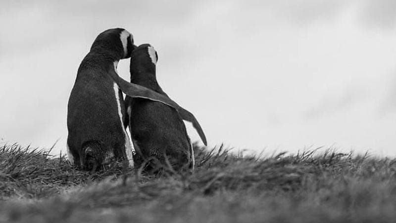 La Corea del Sud tenta la “diplomazia dei pinguini” per allentare le tensioni con Pyongyang 1