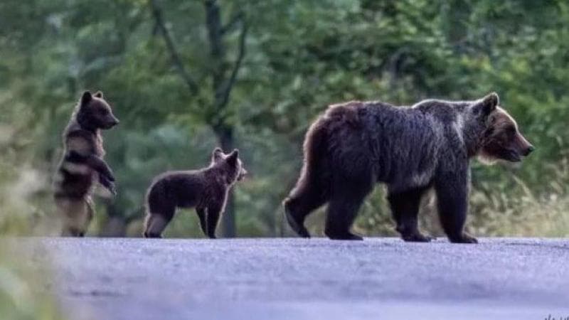 Orsa Amarena, nuovo stop al processo per l’uomo che la uccise. Le associazioni: rischio prescrizione 1