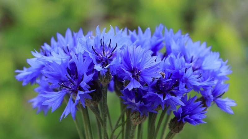 Trentino, il fiordaliso ottiene status di specie tutelata: sanzione di 133 euro per la raccolta in montagna. 1