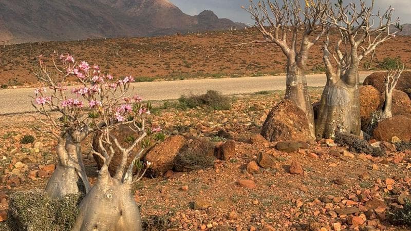 Yemen, i turisti italiani bloccati a Socotra: “Stiamo bene, ma non abbiamo idea di quando torneremo” 1