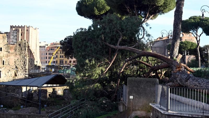 Addio agli alberi deboli, riduzione dei pini e incremento dei gelsi: si trasforma il verde urbano. 1