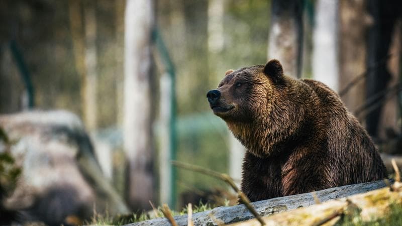 Cacciatori accusati dell'uccisione dell'orsa F36 nel 2023 in Val di Bondone richiedono il giudizio abbreviato. 1