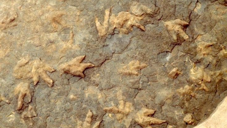 DinoTracker: l'intelligenza artificiale interpreta le tracce lasciate dai dinosauri. 1