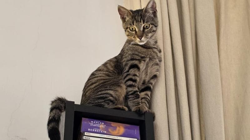 Gatti e italiani: un rapporto sempre più intenso che porta a rinunciare alle ferie. 1