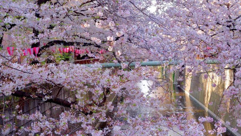 Il Giappone limita la visibilità della fioritura dei ciliegi: “Eccesso di turisti invadenti” 1