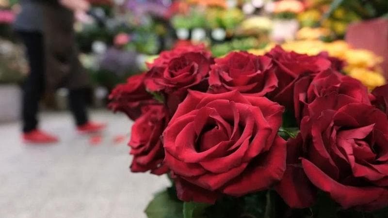 Il percorso delle rose rosse: origine e prezzo del fiore emblematico di San Valentino. 1