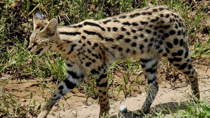 La Cassazione approva la confisca di due gattopardi detenuti in casa: “Rappresentano un pericolo” 1