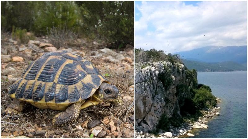 Le tartarughe adulte di sesso femminile si lanciano dalla scogliera per sfuggire alle attenzioni dei maschi. 1