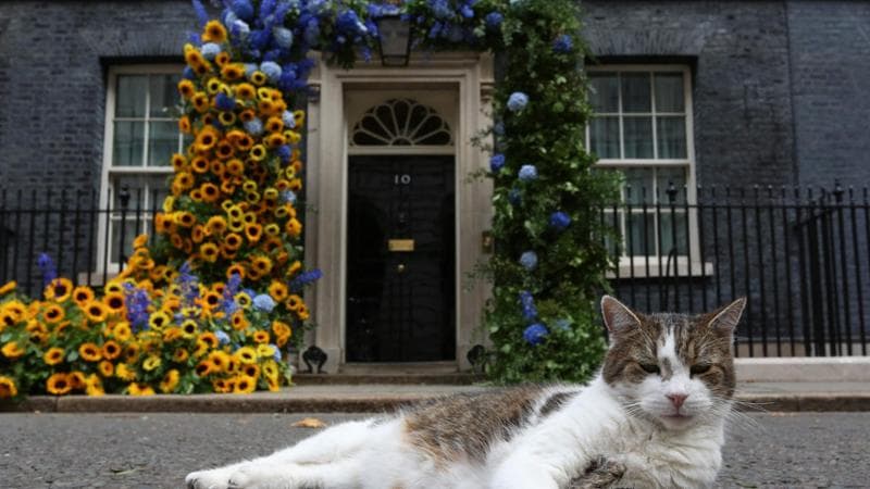 Regno Unito, il felino Larry celebra 15 anni di presenza a Downing Street 1
