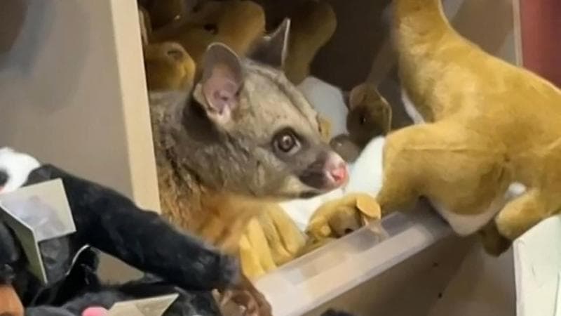 Australia, un opossum si rifugia tra i peluche in aeroporto. Le foto fanno il giro del web. 2