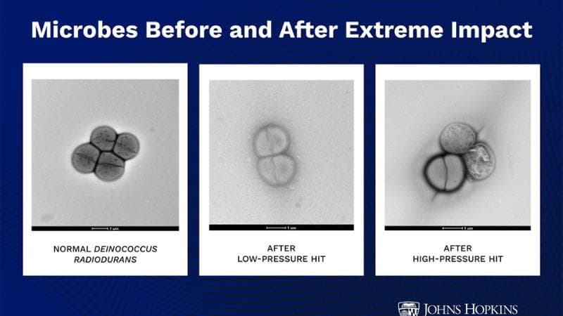 Conan, il batterio eterno originario (probabilmente) di Marte: “Potrebbe essere arrivato tramite un asteroide” 1