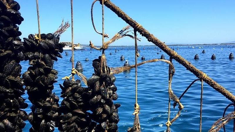 Epatite A, come prevenirla. L'esperto: “Con le opportune misure, è possibile evitare il virus” 2