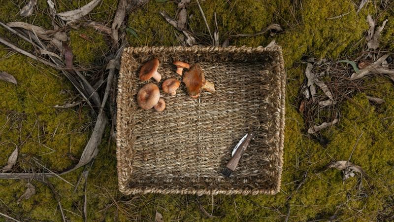 Escursionisti e cercatori di funghi contestano il divieto sui coltelli: “Regolamento inadeguato” 1