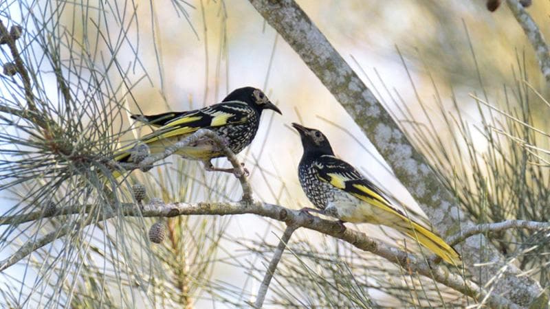I passeri australiani seguono corsi di canto per riacquistare l'affetto. 2