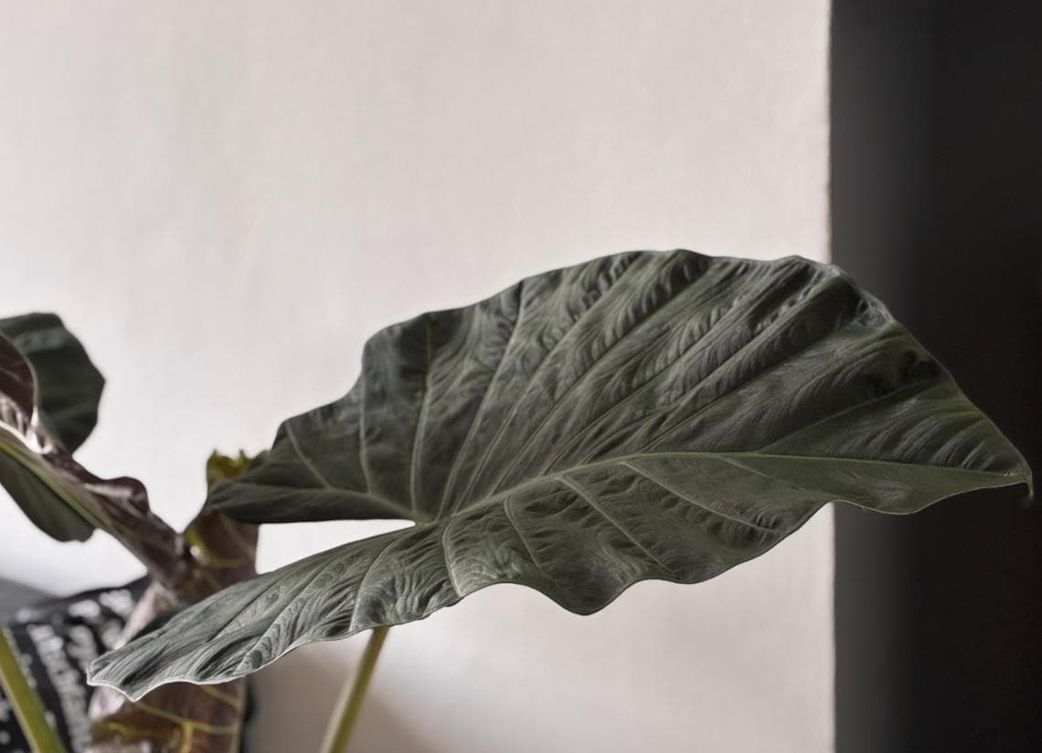 iPhone 17e, anteprima della recensione: prezzo ridotto ma senza compromessi di qualità 6