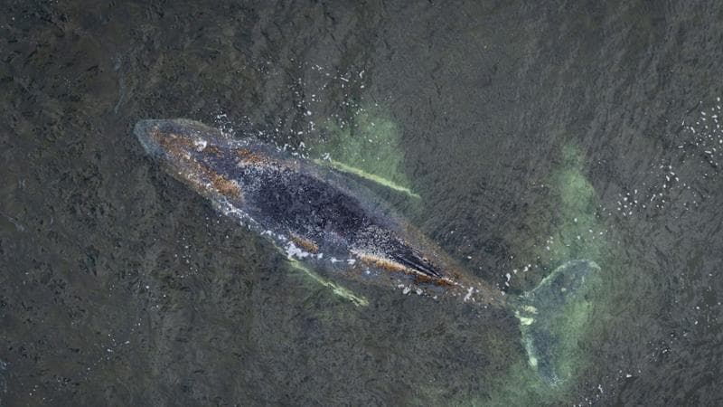 La Germania preoccupata per la balena Timmy, bloccata in una baia del Mar Baltico. 2