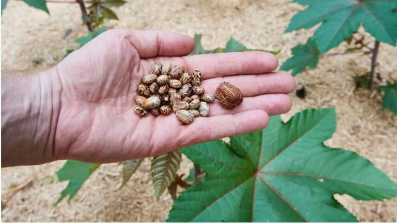 L'intervista: "La ricina è un tossico altamente letale. Può causare la morte anche se respirata, ma è complicato trovarla" 3