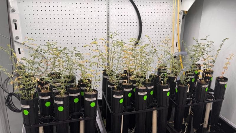 Raccolti i primi ceci coltivati sulla Luna. Nutrireanno gli astronauti nelle basi permanenti. 1