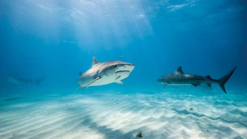 Squali con esiti favorevoli a cocaina e caffeina nelle Bahamas 2
