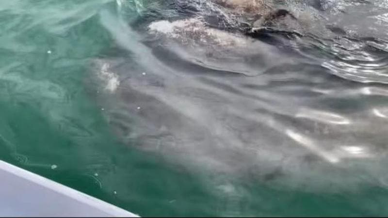 Venezia, avvistato un pesce luna nella laguna 2