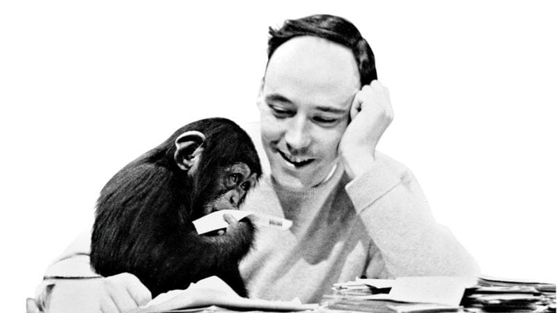 Addio Morris, esclamò che la scimmia è priva di vestiti. 2