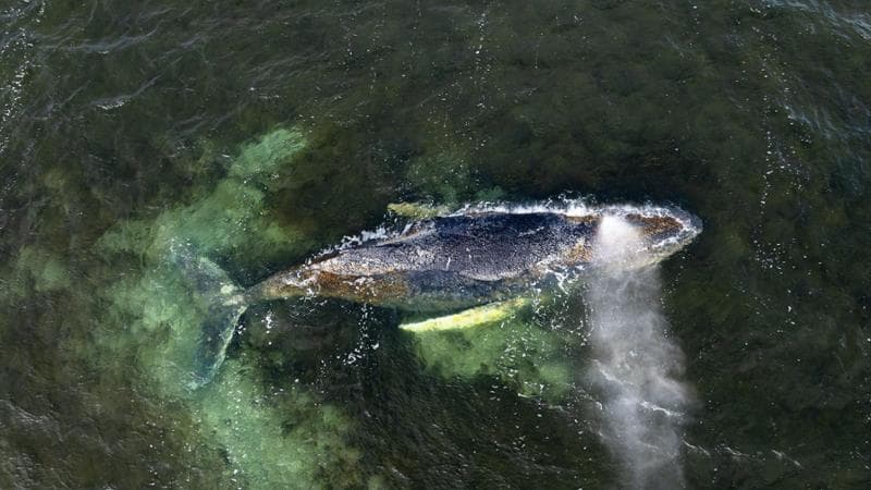 Balena bloccata nel Mar Baltico: un imprenditore tedesco offre di sostenere le spese per il suo recupero. 2