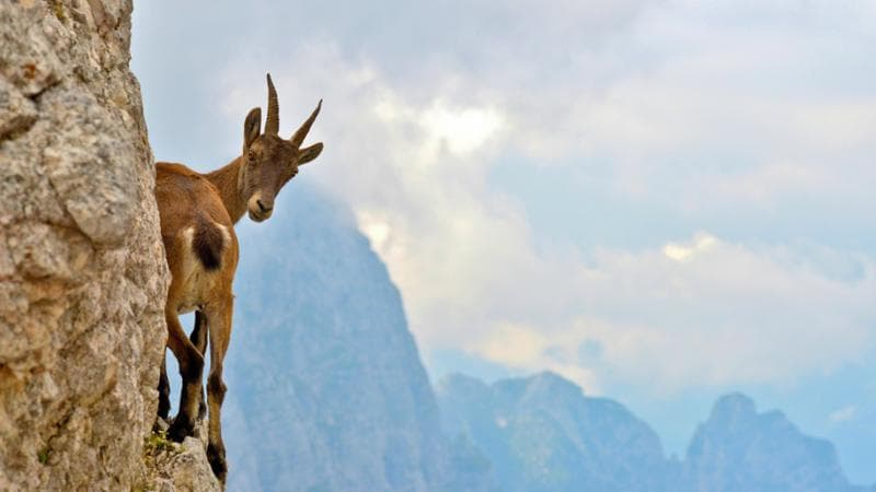 Caccia non autorizzata, riprendono i colpi di fucile sulle spiagge pubbliche e la cattura degli stambecchi. 2