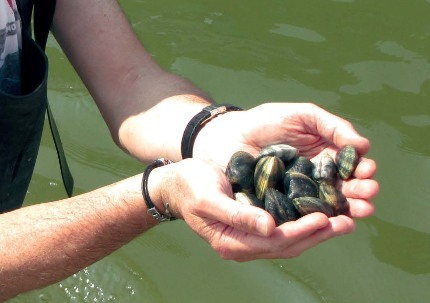 Canoni per le vongole, Sambi critica: “Le diminuzioni avvengono solo in periodo elettorale” 1