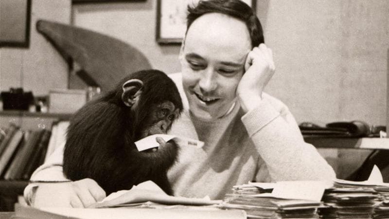 È deceduto Desmond Morris, il noto etologo che ha descritto l'essere umano come una scimmia priva di pelliccia. 2