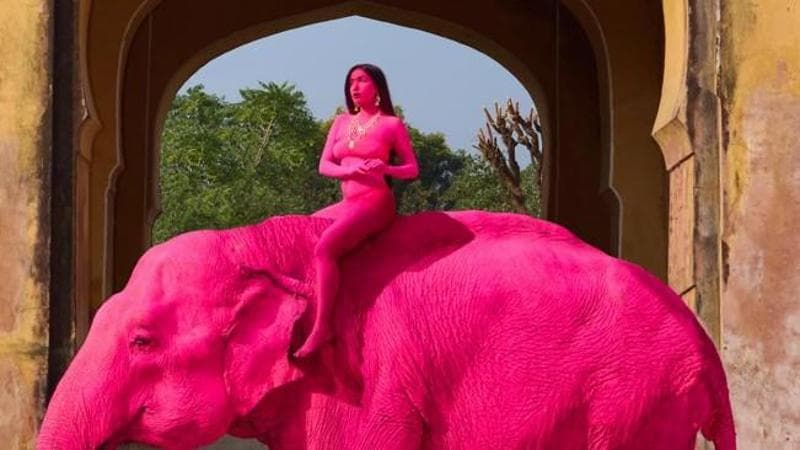 Elefantessa rosa decede cinque mesi dopo essere stata colorata per un servizio fotografico: controversia sulla fotografa. 2