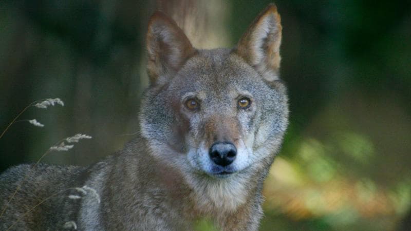 Emergenza lupi in Abruzzo, l'Enpa lancia un monito: “Aumento delle azioni illecite contro la fauna selvatica” 2