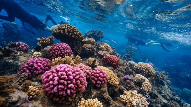 I giardinieri marini che allevano coralli per la salvaguardia degli oceani 2