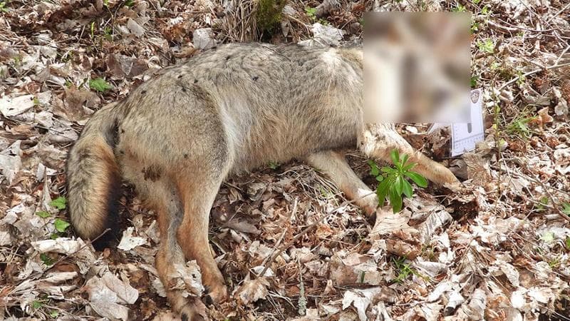 Il caso dei dieci lupi avvelenati in Abruzzo. Il direttore del Parco: impatto negativo sull'intero ecosistema. 2