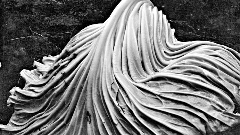 Il talento di Weston: la visione straordinaria che scelse di ignorare la realtà. 2