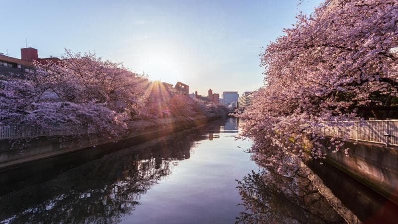 In Giappone, l'intelligenza artificiale anticipa la fioritura dei ciliegi con maggiore precisione rispetto agli esseri umani, sfruttando anche i social media. 2