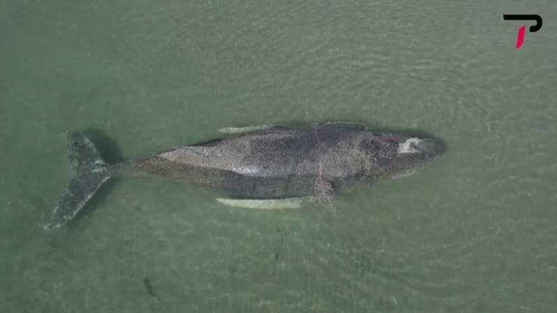 La balena in difficoltà. Urgente intervento per salvare Timmy 2