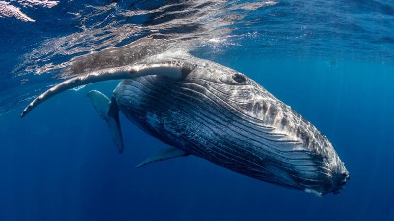 La tragedia silenziosa degli oceani: le ragioni dell'aumento delle morti tra le balene. 2