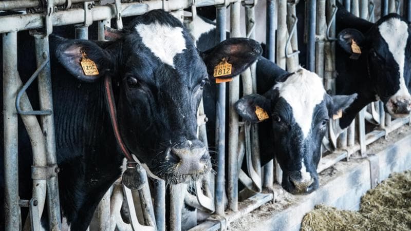 L'agricoltore è ricoverato in ospedale e il sindaco è obbligato a occuparsi delle sue mucche, secondo quanto stabilito dalla normativa. 2