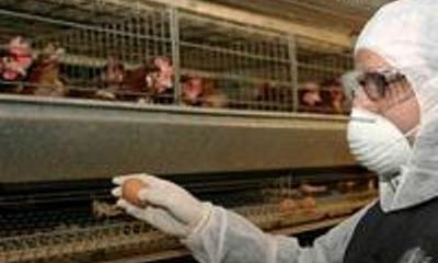 Sfruttamento lavorativo durante l'epidemia di aviaria. Condannati i dirigenti delle cooperative irregolari. 1