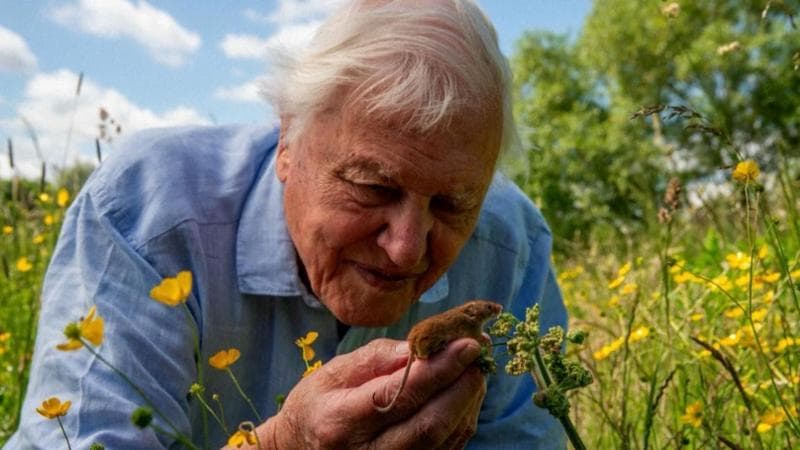 Buon compleanno, Sir David: Attenborough festeggia il centenario. 2