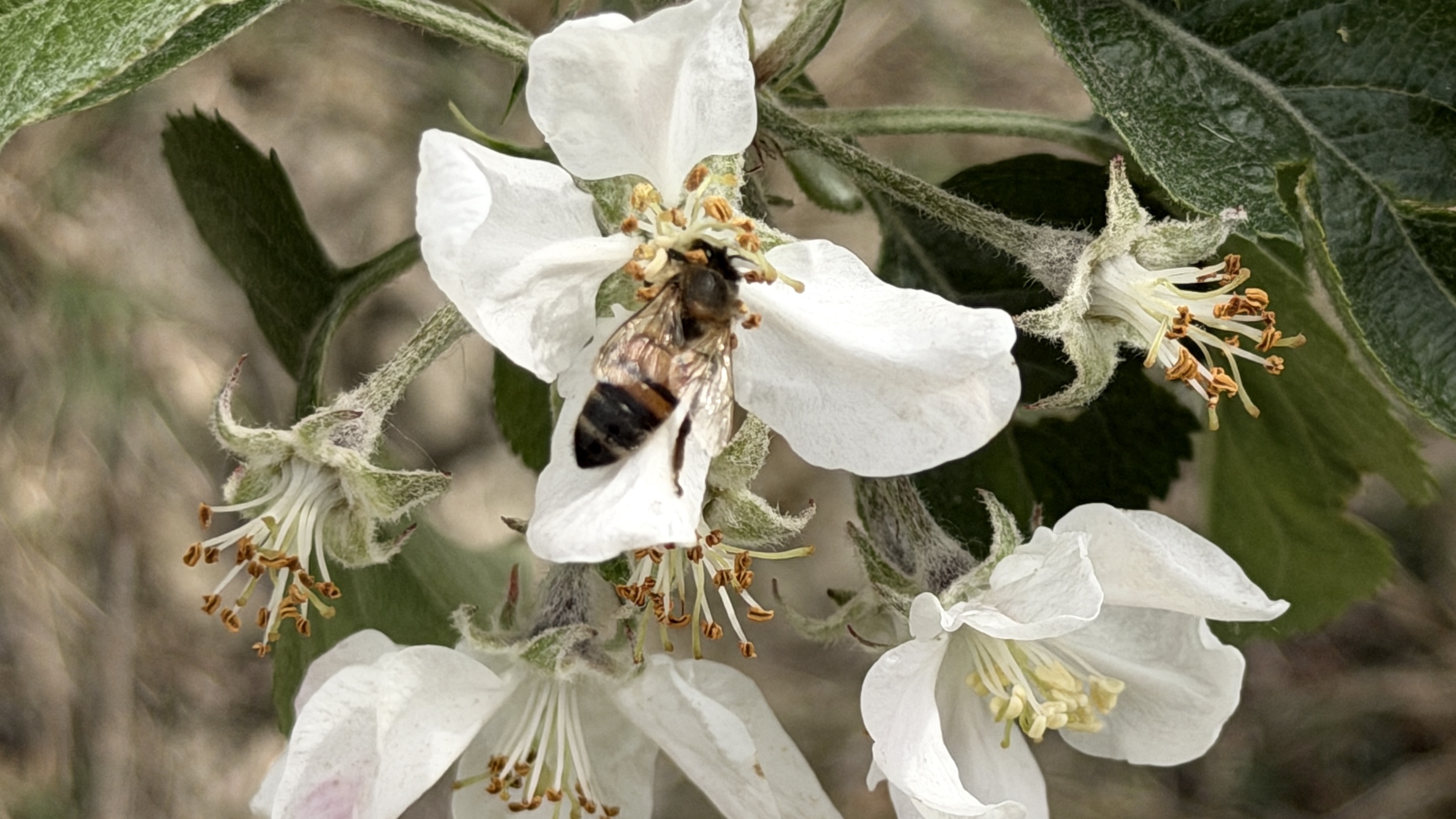 Coldiretti, giornata dedicata alle api: il contributo dell'impollinazione agricola ammonta a 3 miliardi di euro. 1