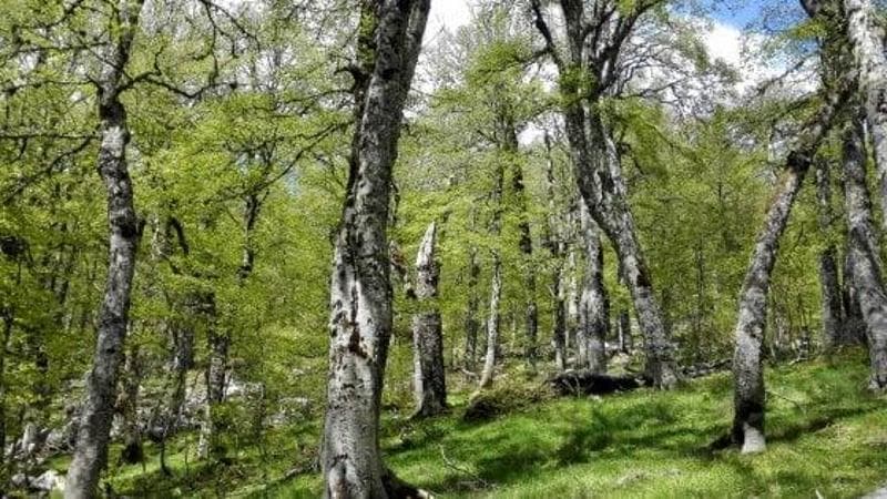 Emergenza: le foreste italiane versano in difficoltà, il cambiamento climatico danneggia il sottobosco. 2