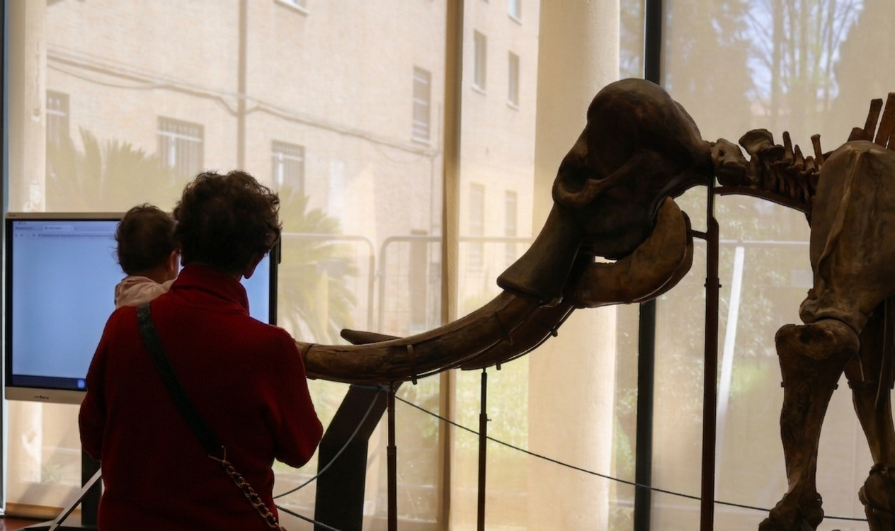 Giornata Mondiale dei Musei: al Museo Leonardi di Unife un percorso attraverso la storia della vita sul pianeta. 1