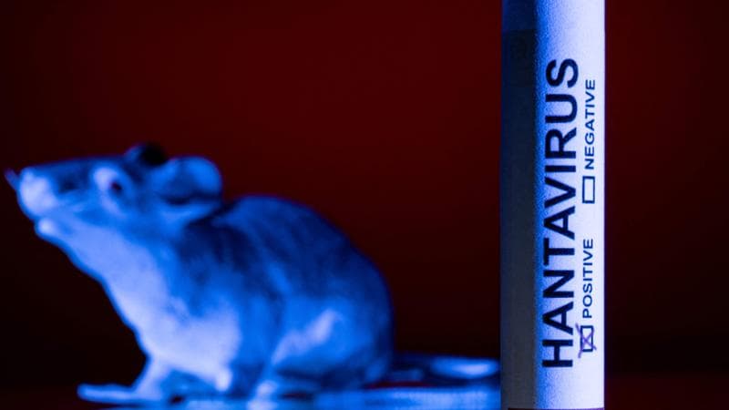 Hantavirus: "Vaccino disponibile entro cento giorni". Tuttavia, la fase di sviluppo è appena iniziata. 3