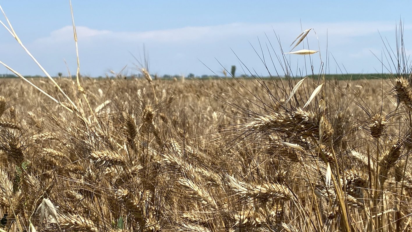 Intesa tra Ue e Mercosur. Cia: “Quale sarà il destino delle imprese del settore cerealicolo?” 1