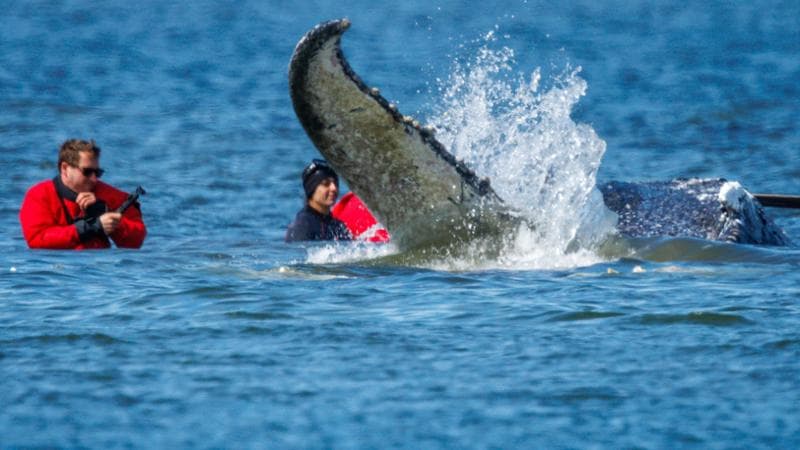 La balena Timmy è stata salvata: dopo un mese di arenamento, è stata restituita all'Atlantico. 2